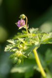 Geranium divaricatum. Верхушка побега с цветком и бутонами. Ростовская обл., Красносулинский р-н, дол. р. Кундрючья, пойменные заросли. 17.05.2026.