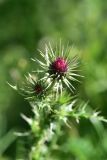 unknown species. Развивающееся соцветие. Грузия, край Самцхе-Джавахети, Ахалцихский муниципалитет, 100 м от окр. с. Гуркели, левый борт р. Цинубанисцкали, выс. 1050 м н.у.м., обочина дороги. 8 июня 2026 г.