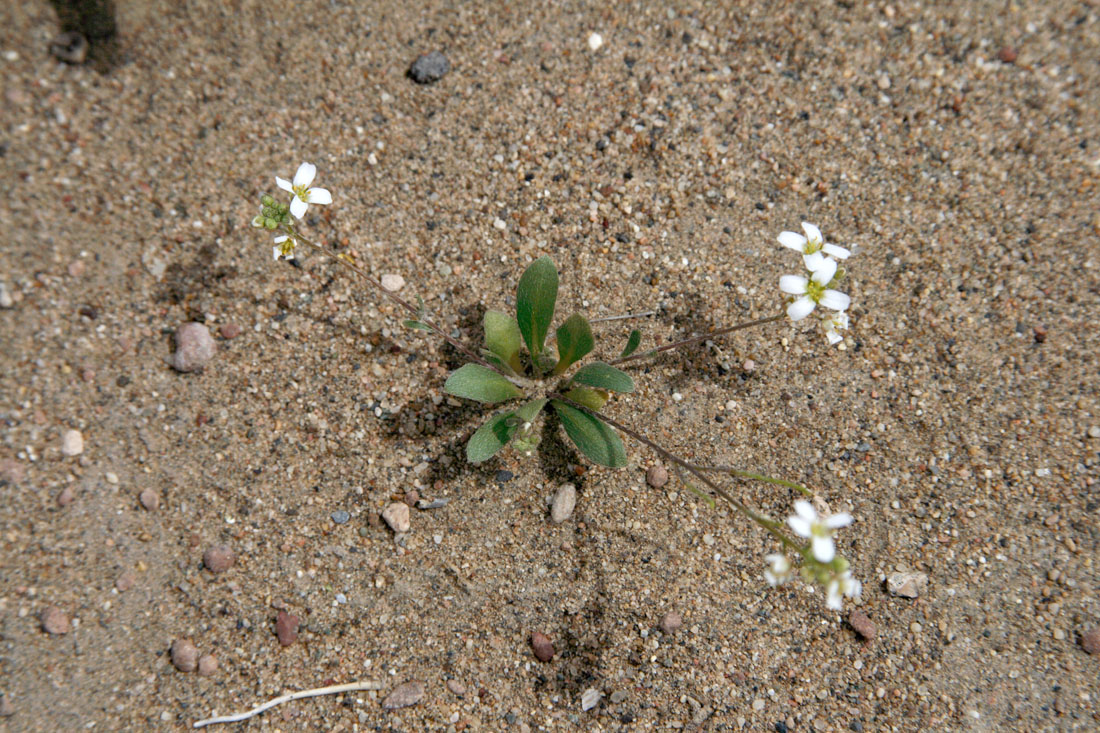 Изображение особи Streptoloma desertorum.