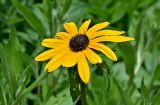 Rudbeckia hirta