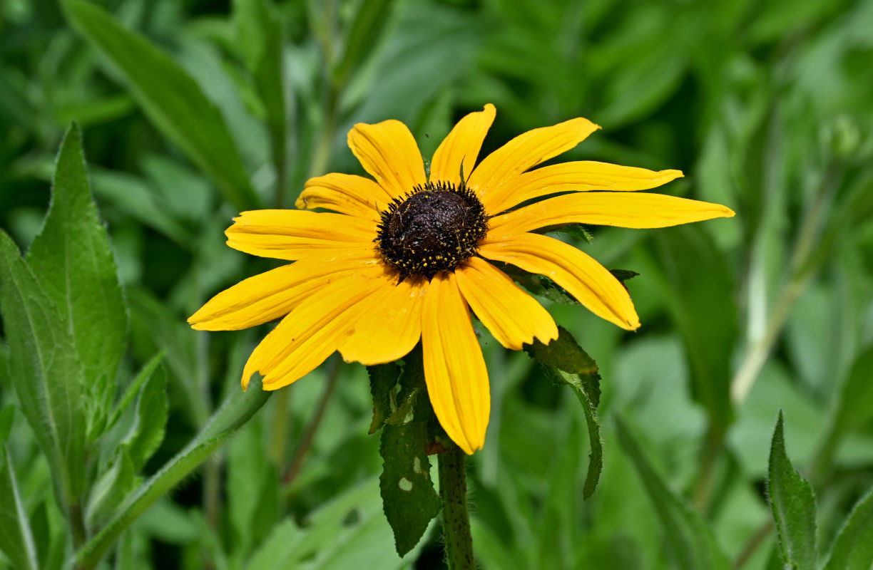 Изображение особи Rudbeckia hirta.