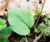 Ephippianthus schmidtii. Лист и нижняя часть цветоноса. Хабаровский край, р-н имени Лазо, верховье р. Ко, выс. ≈ 700 м н.у.м., долинный хвойный лес. 01.08.2026.