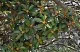 Ficus rubiginosa. Верхушки ветвей с соплодиями. Португалия, г. Лиссабон, в культуре. 04.08.2025.