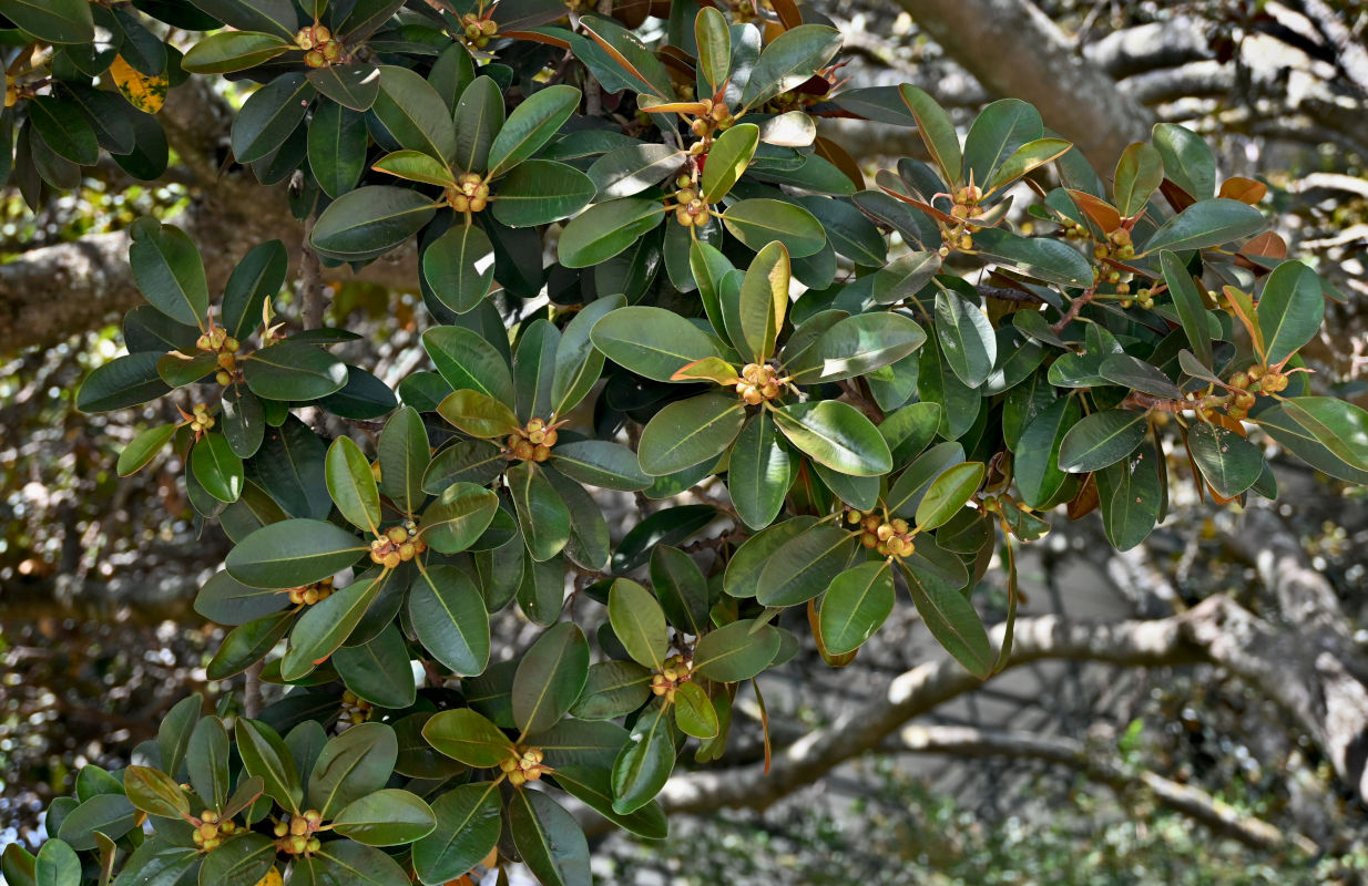 Изображение особи Ficus rubiginosa.