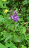 unknown species. Соцветие. Турция, ил Артвин, окр. дер. Кашикли, склон, который спускается к р. Корпусу от мечети, луг. 12 июня 2026 г.