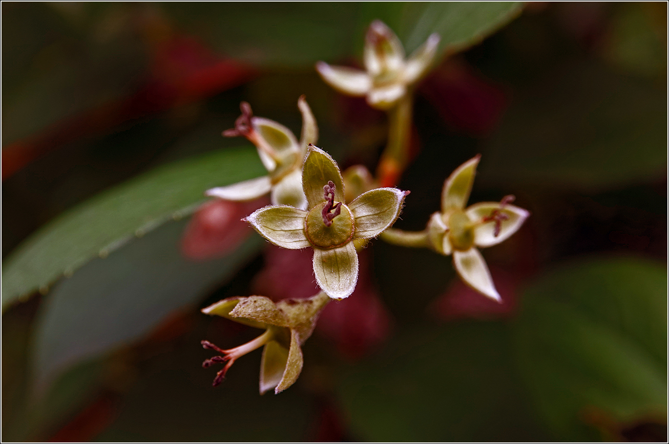 Image of Philadelphus pubescens specimen.