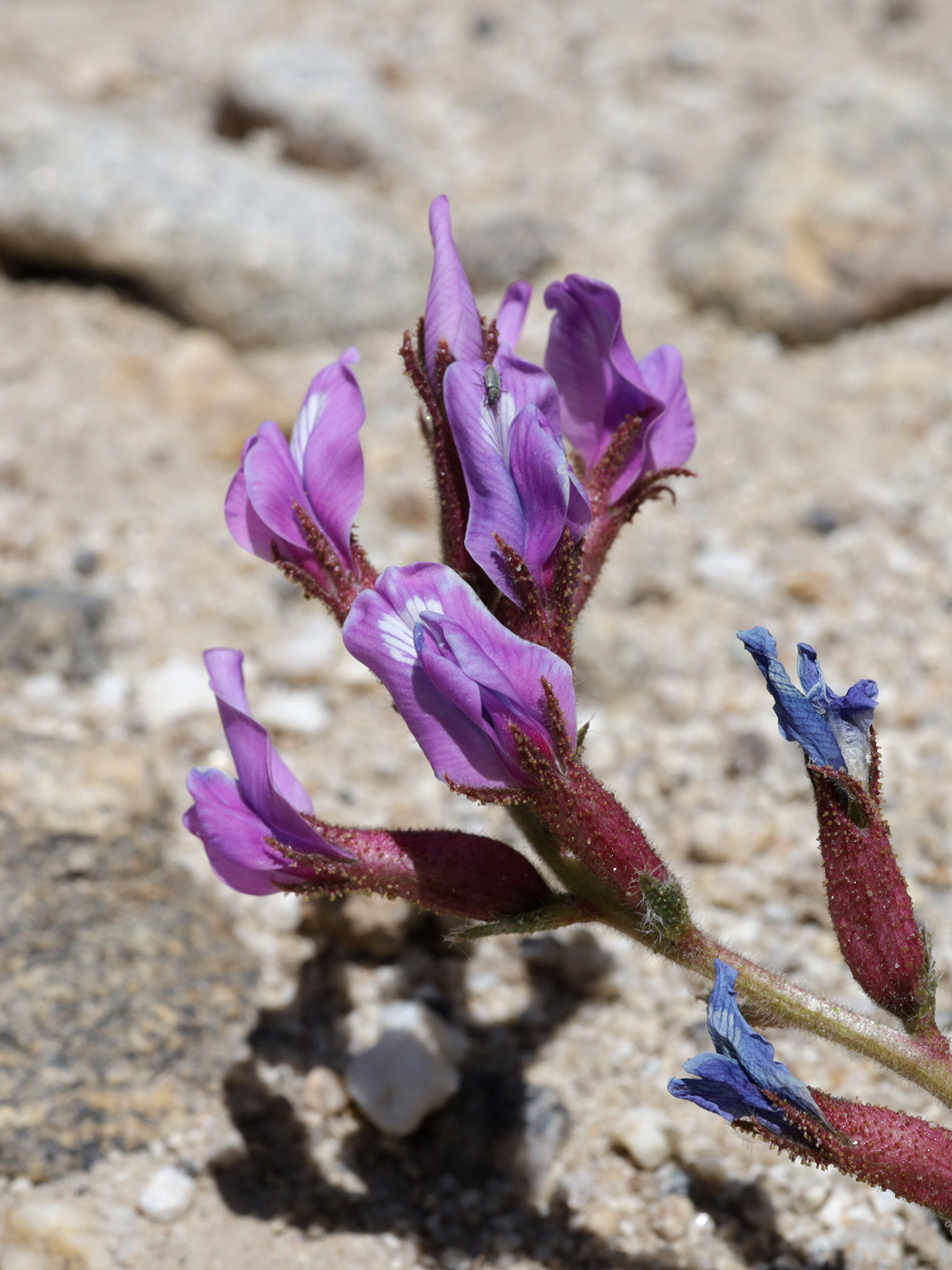 Image of Oxytropis chiliophylla specimen.