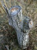 Juglans regia. Пень. Республика Молдова, муниципалитет Кишинёв, г. Кодру. 28 октября 2025 г.