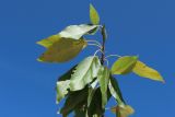 Populus balsamifera. Верхушка обломанной веточки. Беларусь, Витебская обл., пос. Езерище, заросли деревьев у заброшенной усадьбы. 17.07.2026.