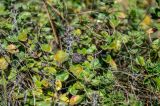 genus Thymus