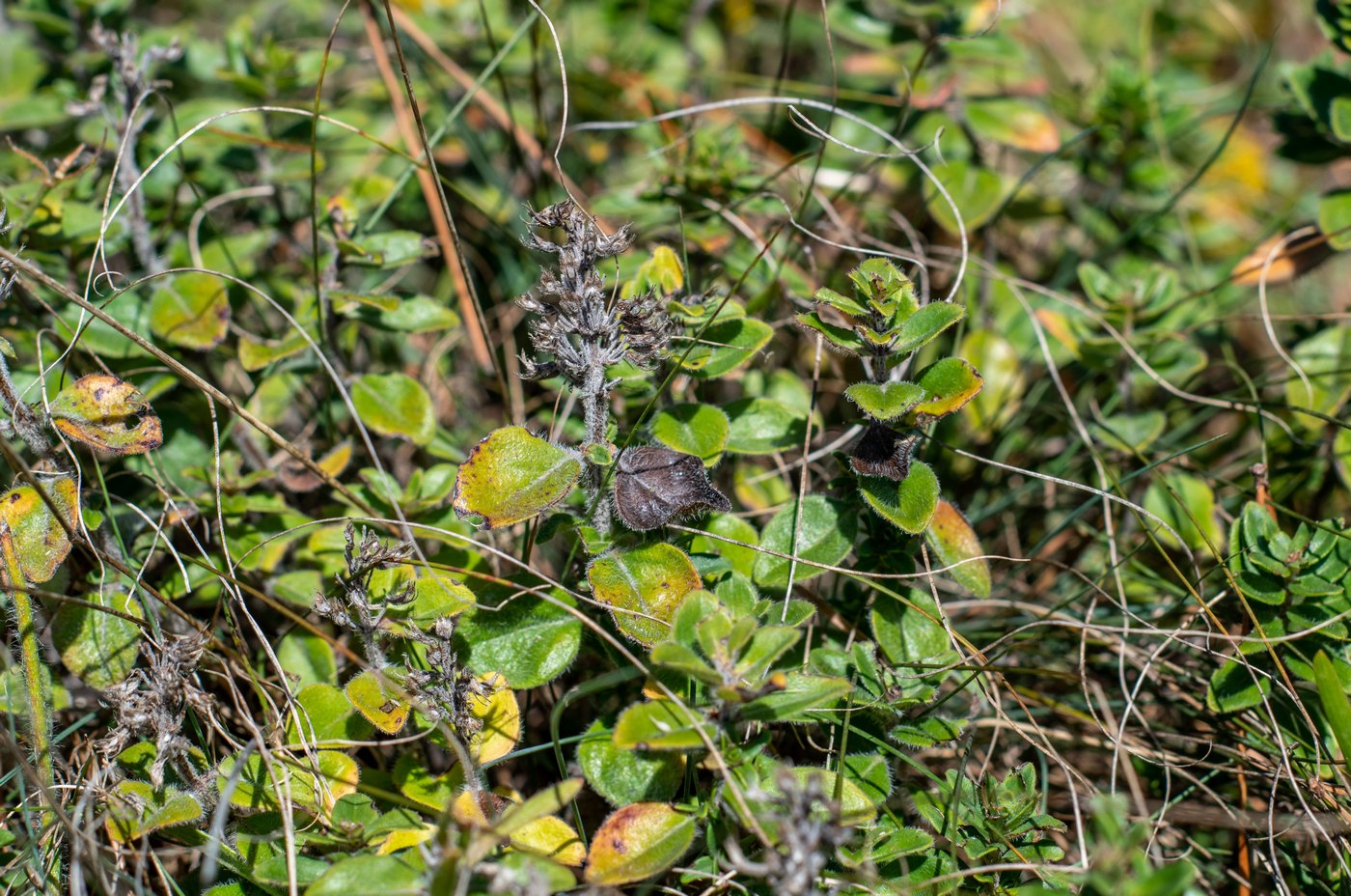 Image of genus Thymus specimen.