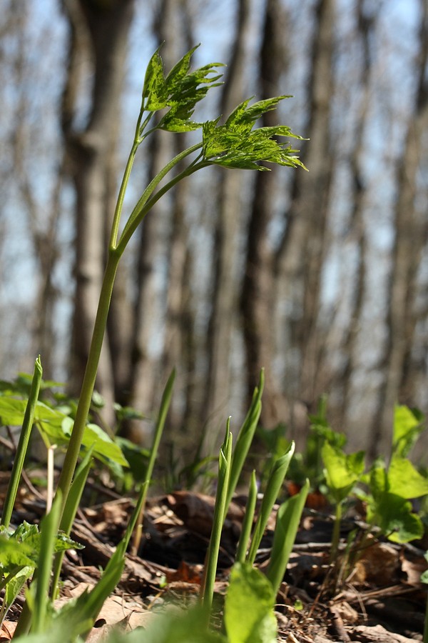 Image of Actaea spicata specimen.