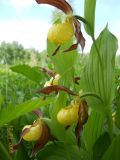 Cypripedium calceolus