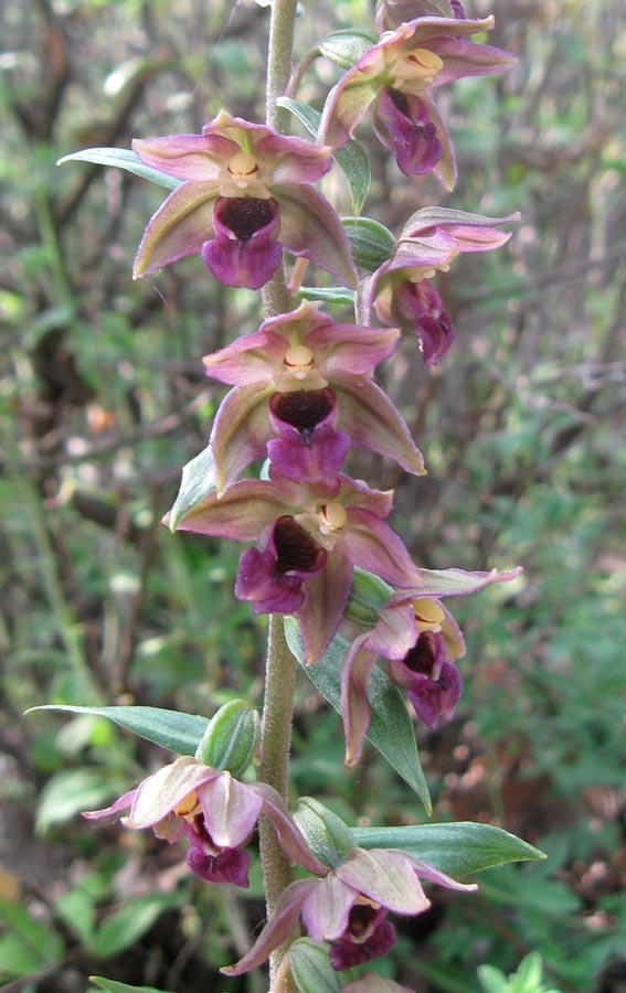 Изображение особи Epipactis helleborine.