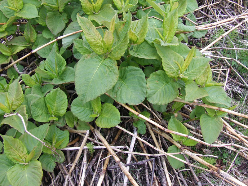 Image of Aconogonon weyrichii specimen.