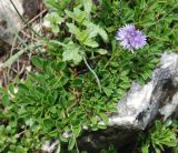 genus Globularia. Цветущее растение. Черногория, Динарское нагорье, горный массив Дурмитор. 05.07.2011.