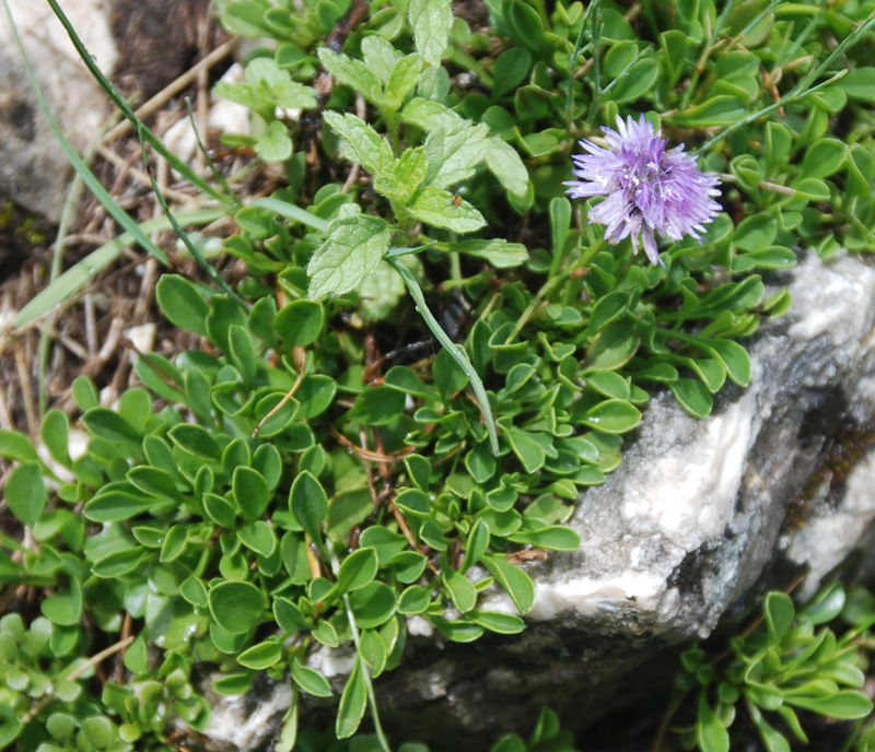 Изображение особи род Globularia.