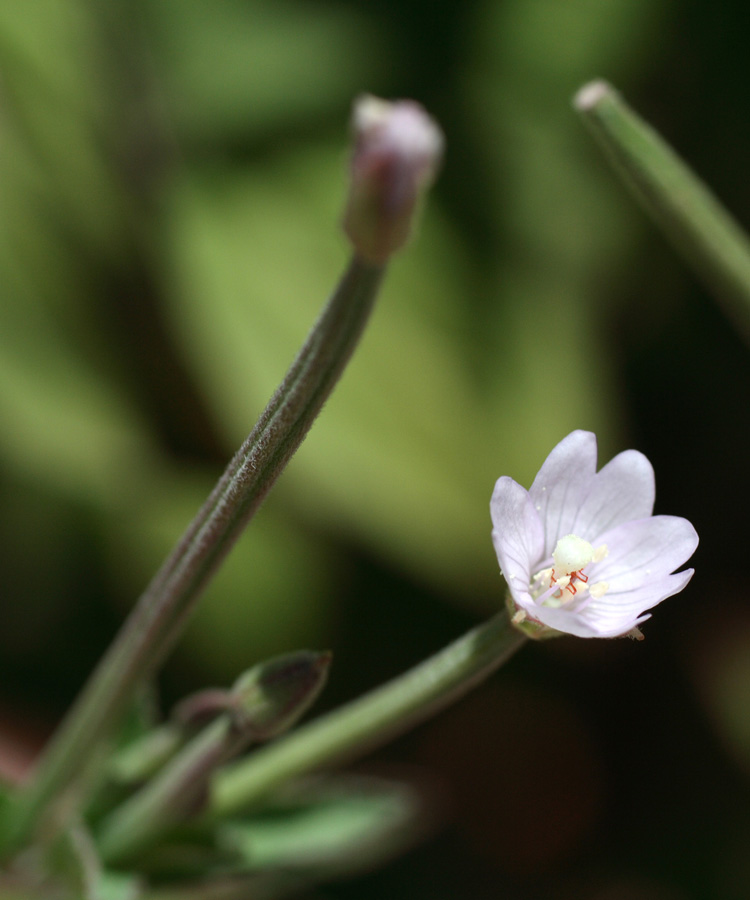 Image of Epilobium cylindricum specimen.