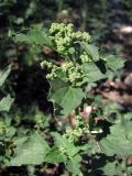 Chenopodiastrum murale