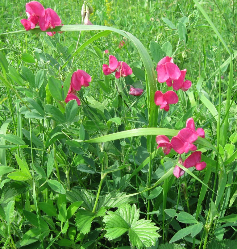 Image of Lathyrus tuberosus specimen.