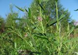 genus Atriplex