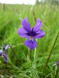 Viola declinata