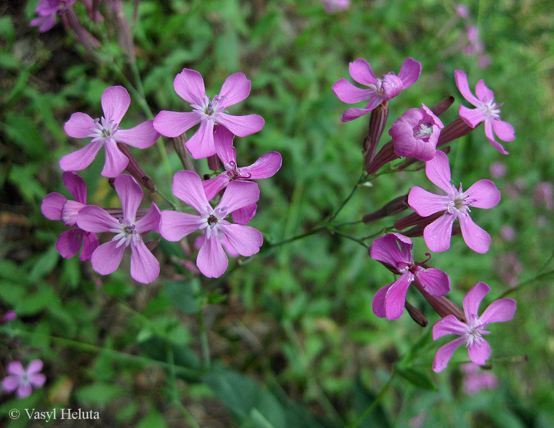 Image of Silene lituanica specimen.