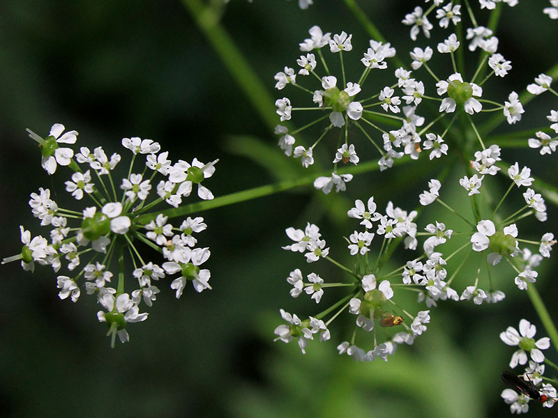 Изображение особи Chaerophyllum aromaticum.