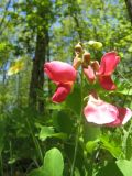 Lathyrus tuberosus. Верхушка генеративного побега. Крым, Севастополь, Балаклавский р-н, Ласпи. 14 мая 2011 г.