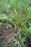 Ferulago setifolia
