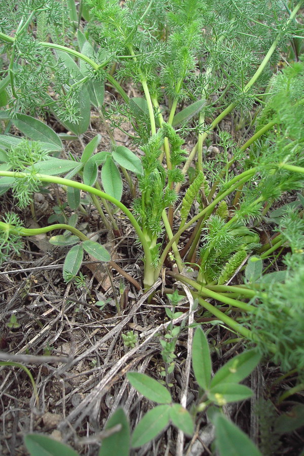 Image of Ferulago setifolia specimen.