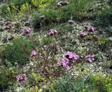 Dianthus pseudarmeria