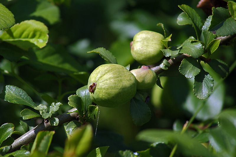 Image of Chaenomeles japonica specimen.