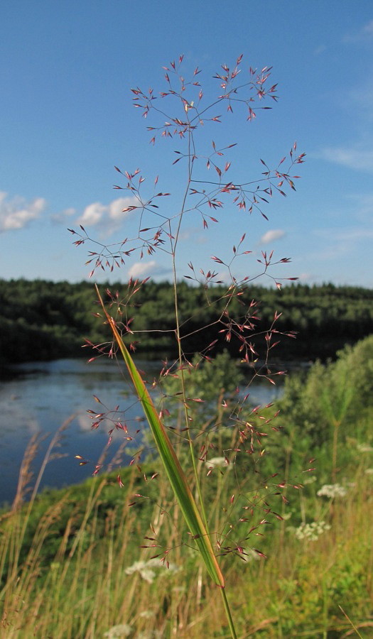 Изображение особи род Agrostis.