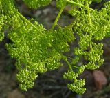 Ferula paniculata