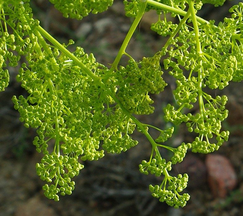 Изображение особи Ferula paniculata.