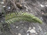 Image of taxon representative. Author is Сергей Банкетов