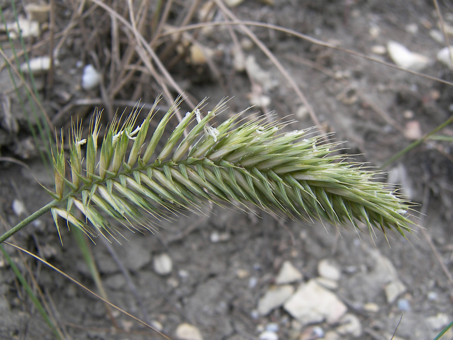 Image of Agropyron pectinatum specimen.
