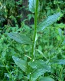 Verbascum blattaria