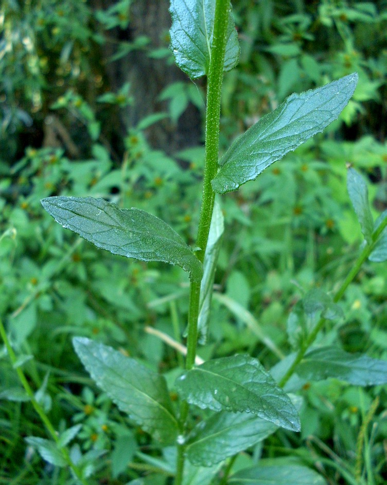 Изображение особи Verbascum blattaria.
