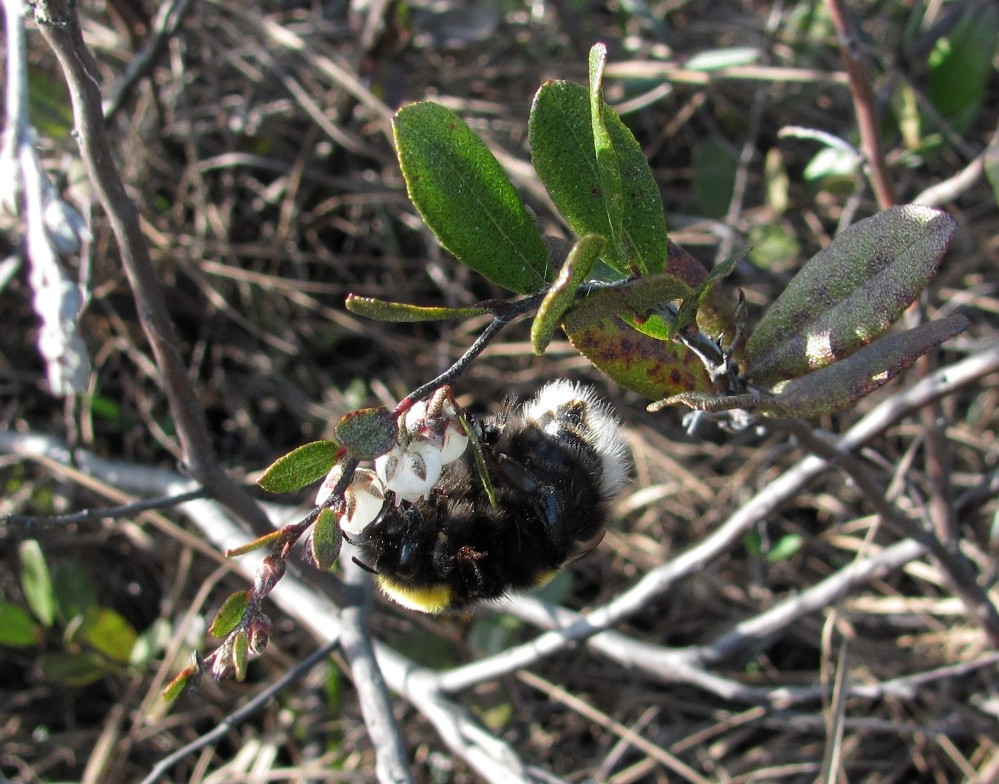 Image of Chamaedaphne calyculata specimen.