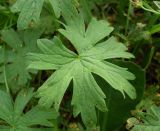 Geranium collinum