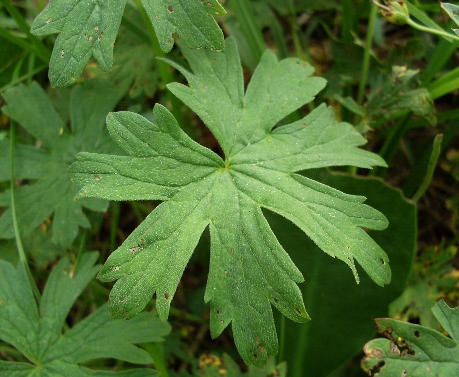 Image of Geranium collinum specimen.