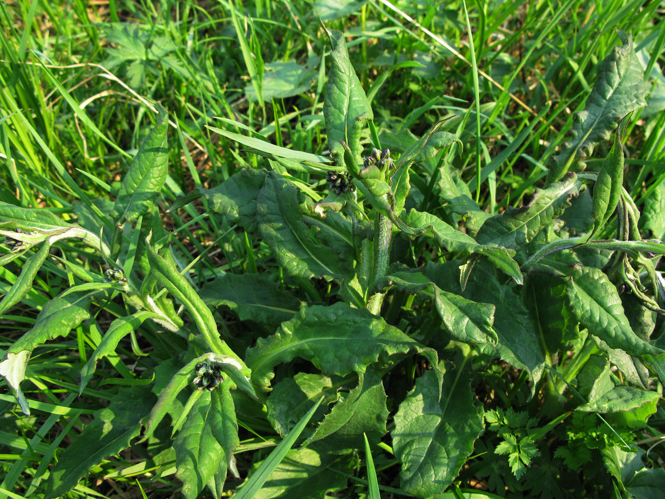 Image of Saussurea amurensis specimen.