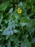 Sonchus oleraceus