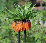 Fritillaria imperialis. Верхушка цветущего растения. Московская обл., дачный участок. 01.05.2008.