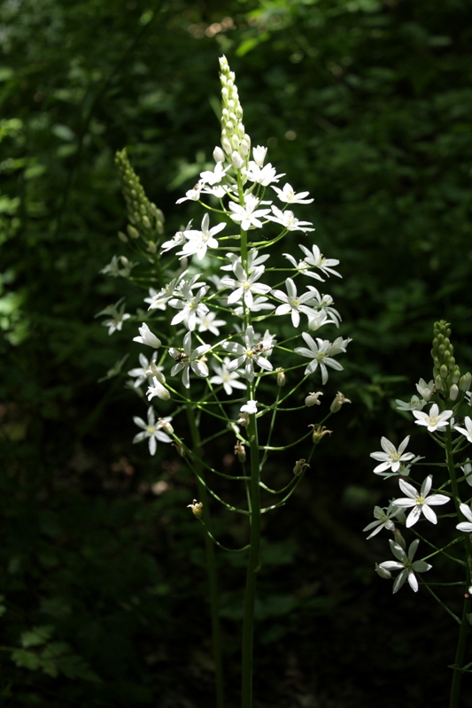 Image of Ornithogalum arcuatum specimen.