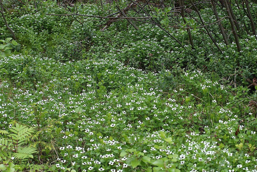 Изображение особи Chamaepericlymenum suecicum.