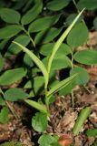 Cephalanthera rubra