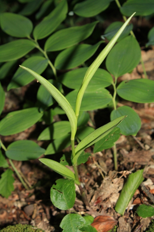 Image of Cephalanthera rubra specimen.